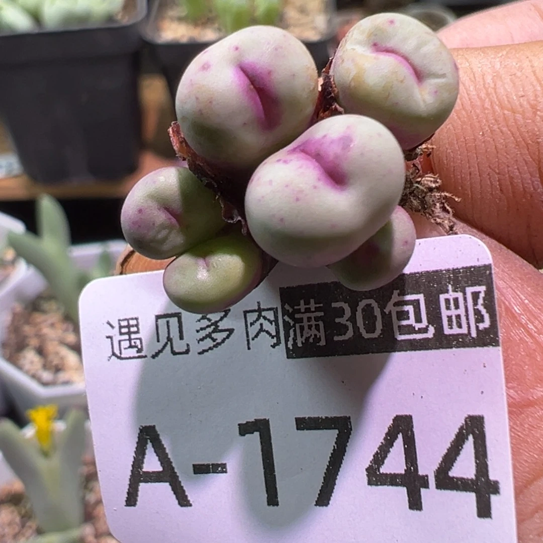 多肉植物11111111111111