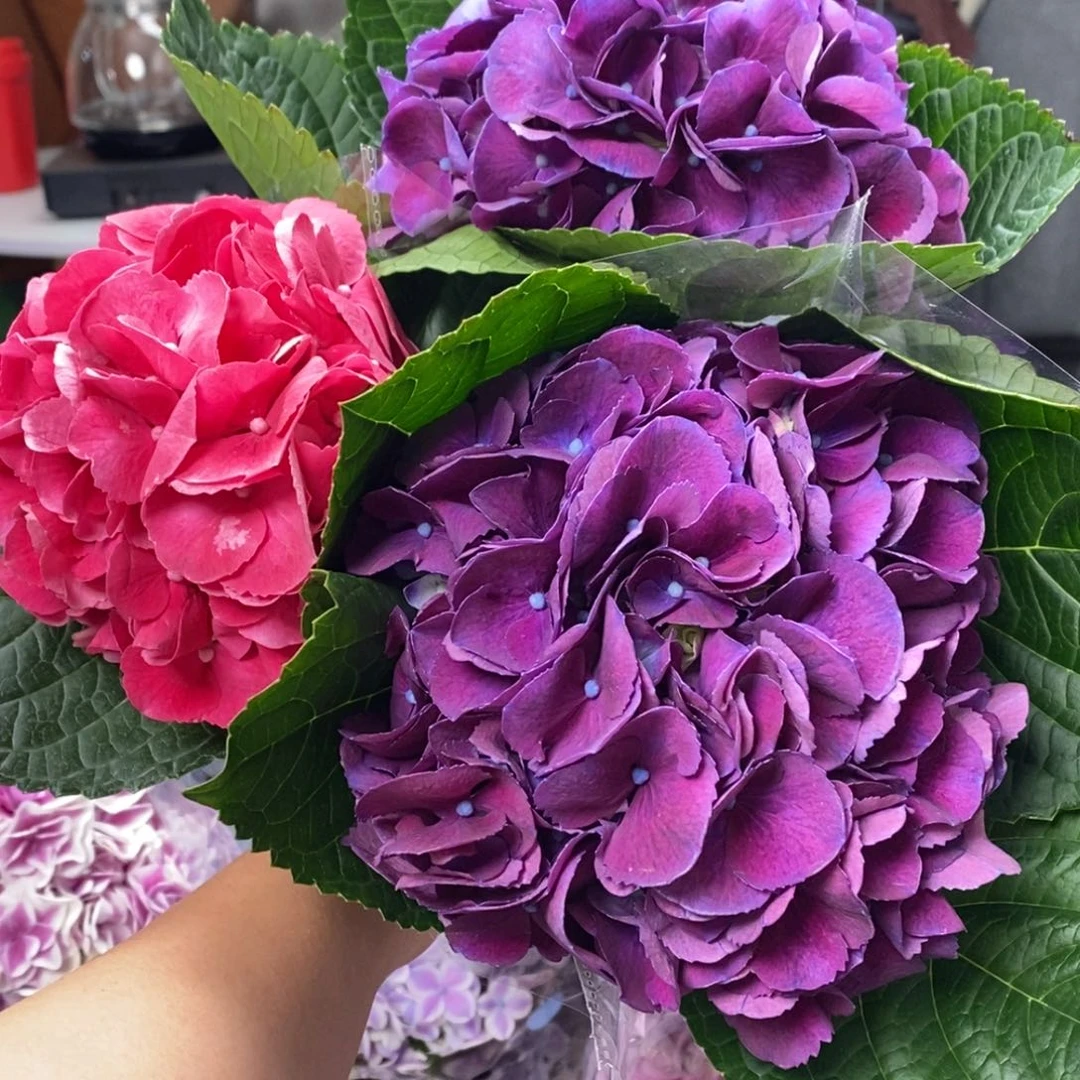 454号 3支绣球（3单顺丰冷链包邮、偏远15运费发德邦空运）