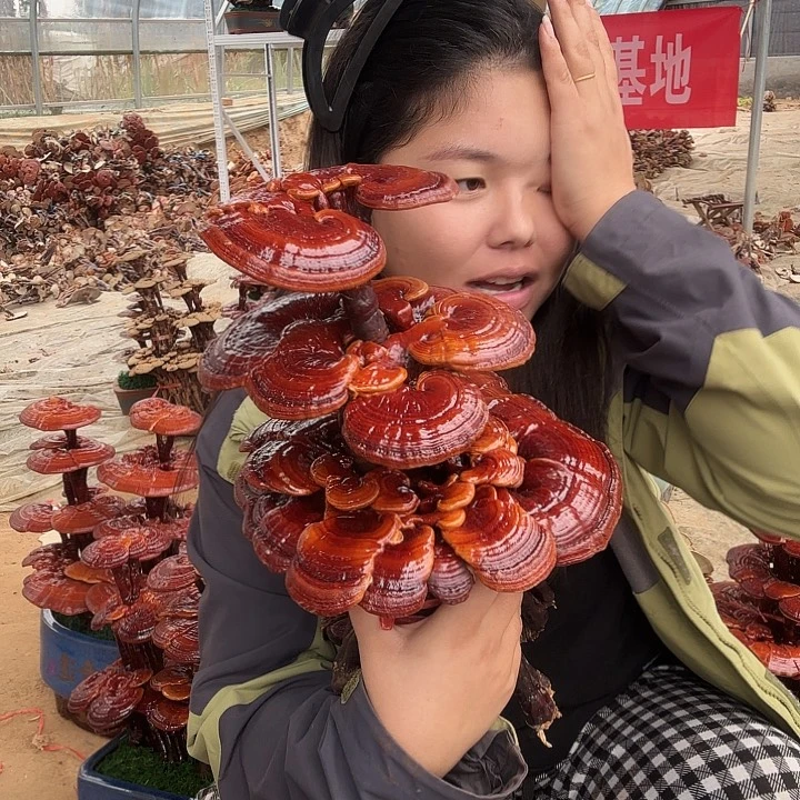 无花朵?****?灵芝孢子囊