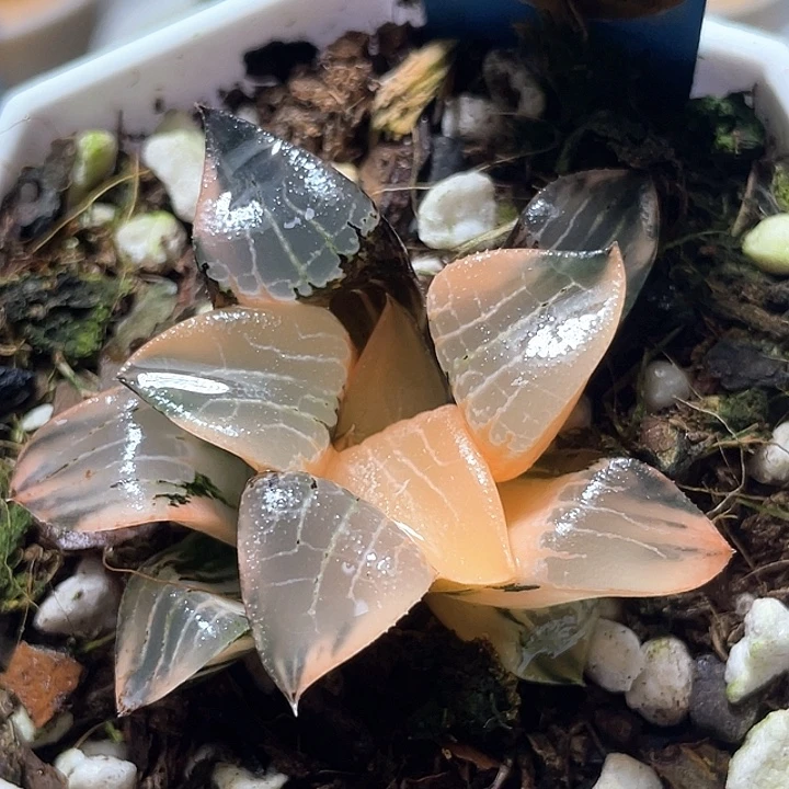 752花影锦特选福利