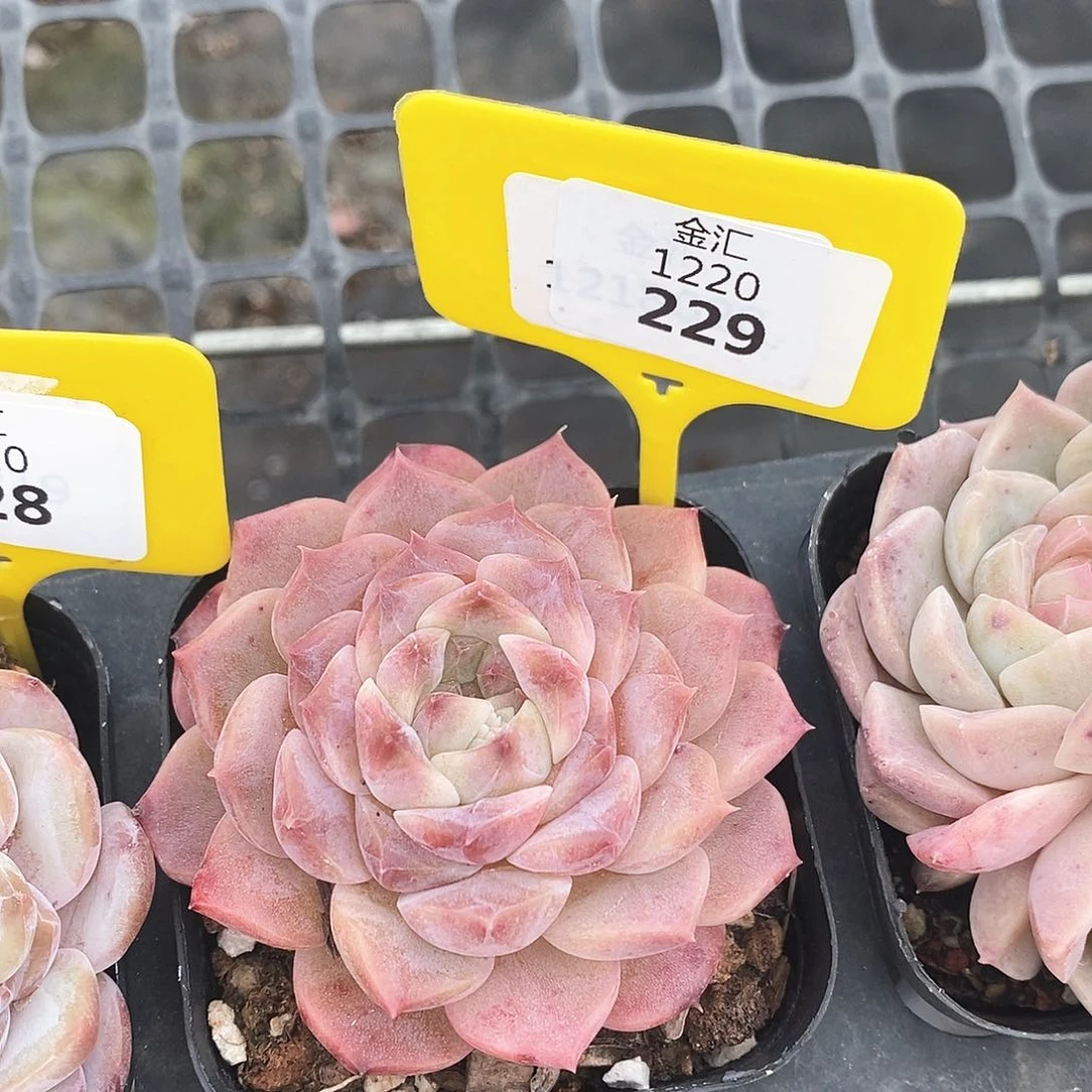 福利多多。1220229