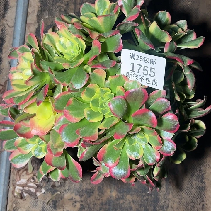 1755特斯拉多肉植物