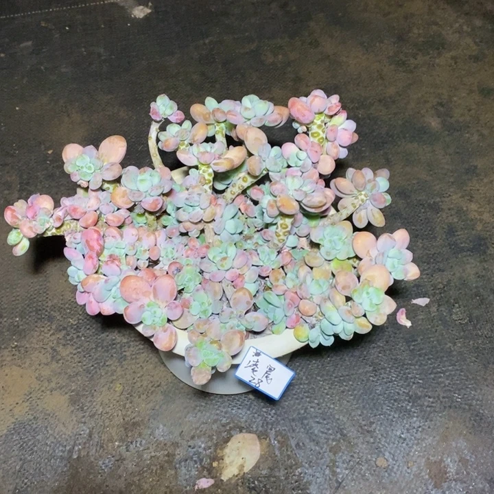 芋***糖一物一拍一物一拍