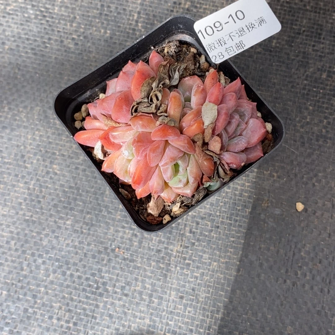 独***闲10号多肉小可爱呀