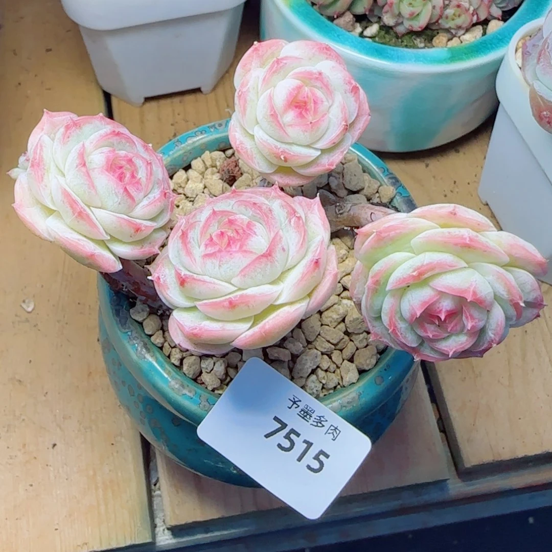 长杆白芷珍妮，7515多肉植物