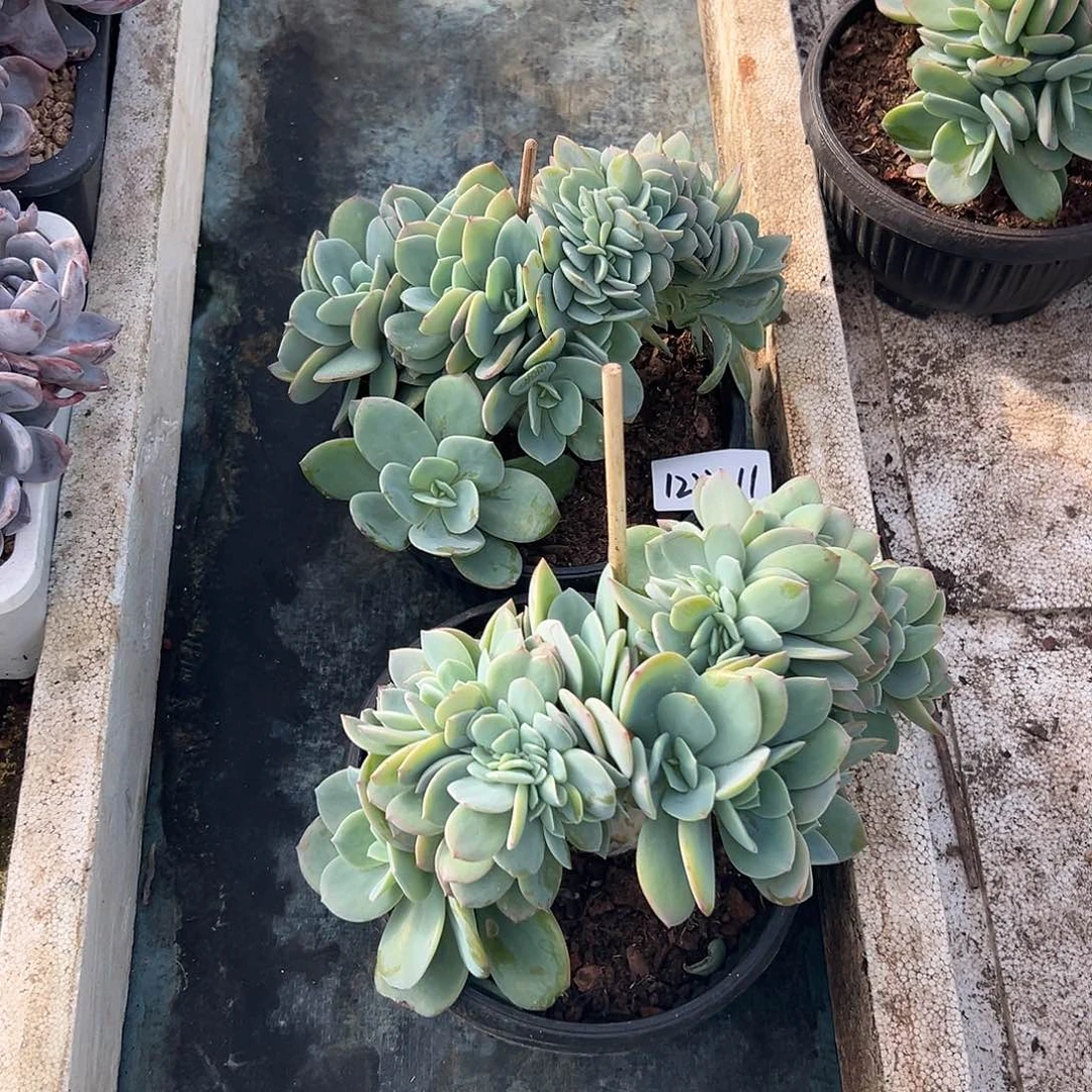 云***。1222-11白凤缀多肉组合2颗