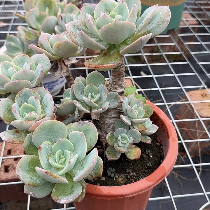 ?****g782白凤脱土发货不退不换