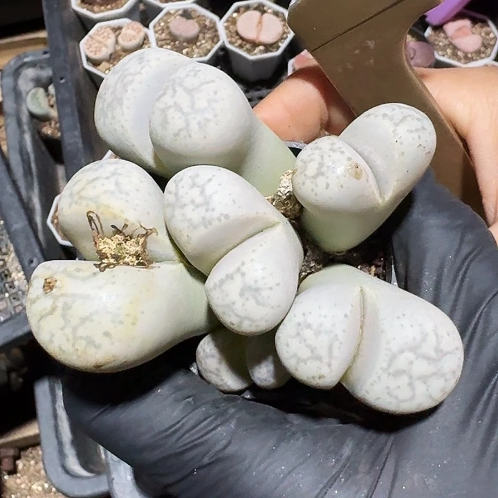 生石花1111。    125