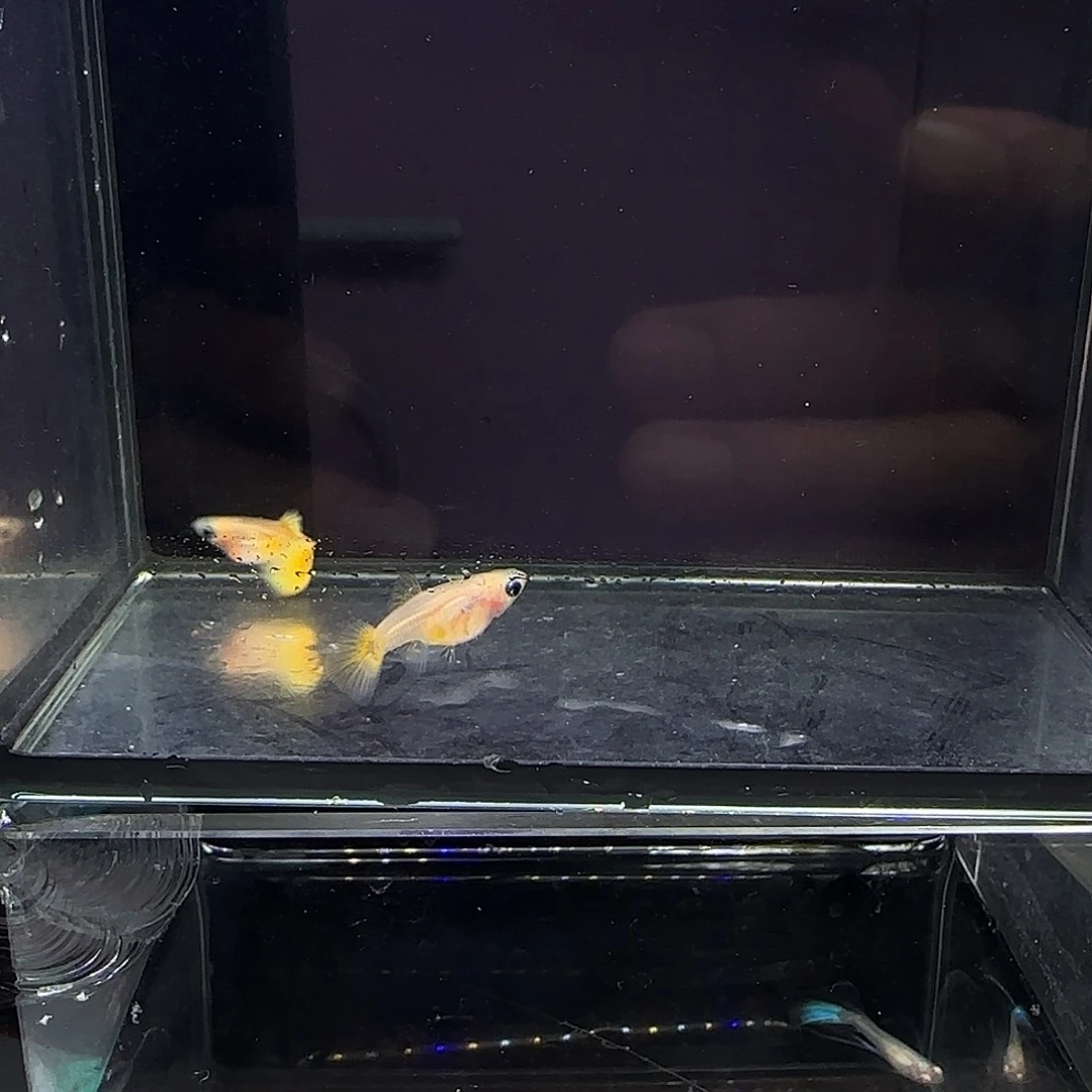 孔雀鱼黄金玻璃猫一对