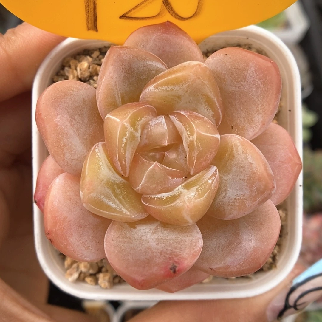 钻心珍妮可拍720号。