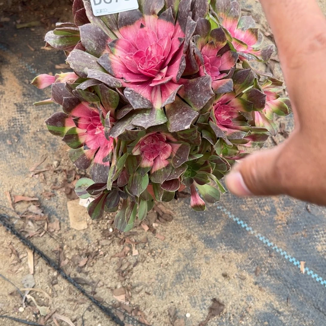 673花月夜多肉植物法师