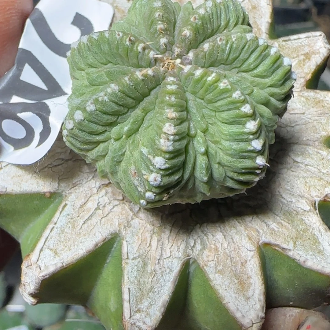 无花朵1代老花龙246