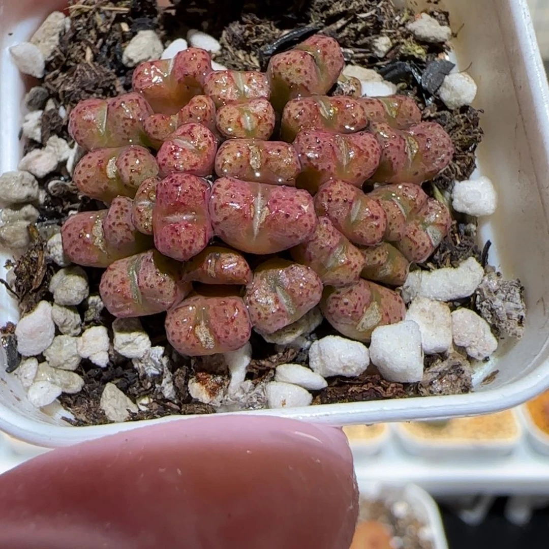 肉锥多肉植物百科-小飞451