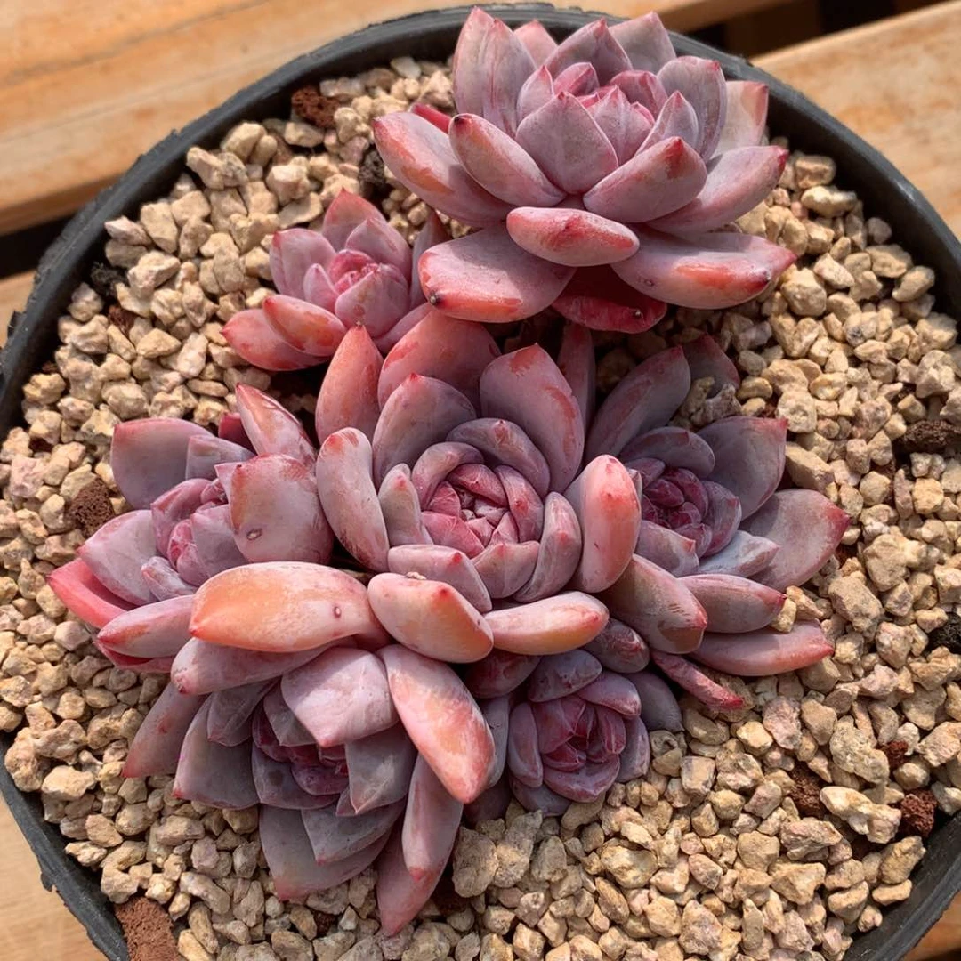 糖果专拍石榴籽7头