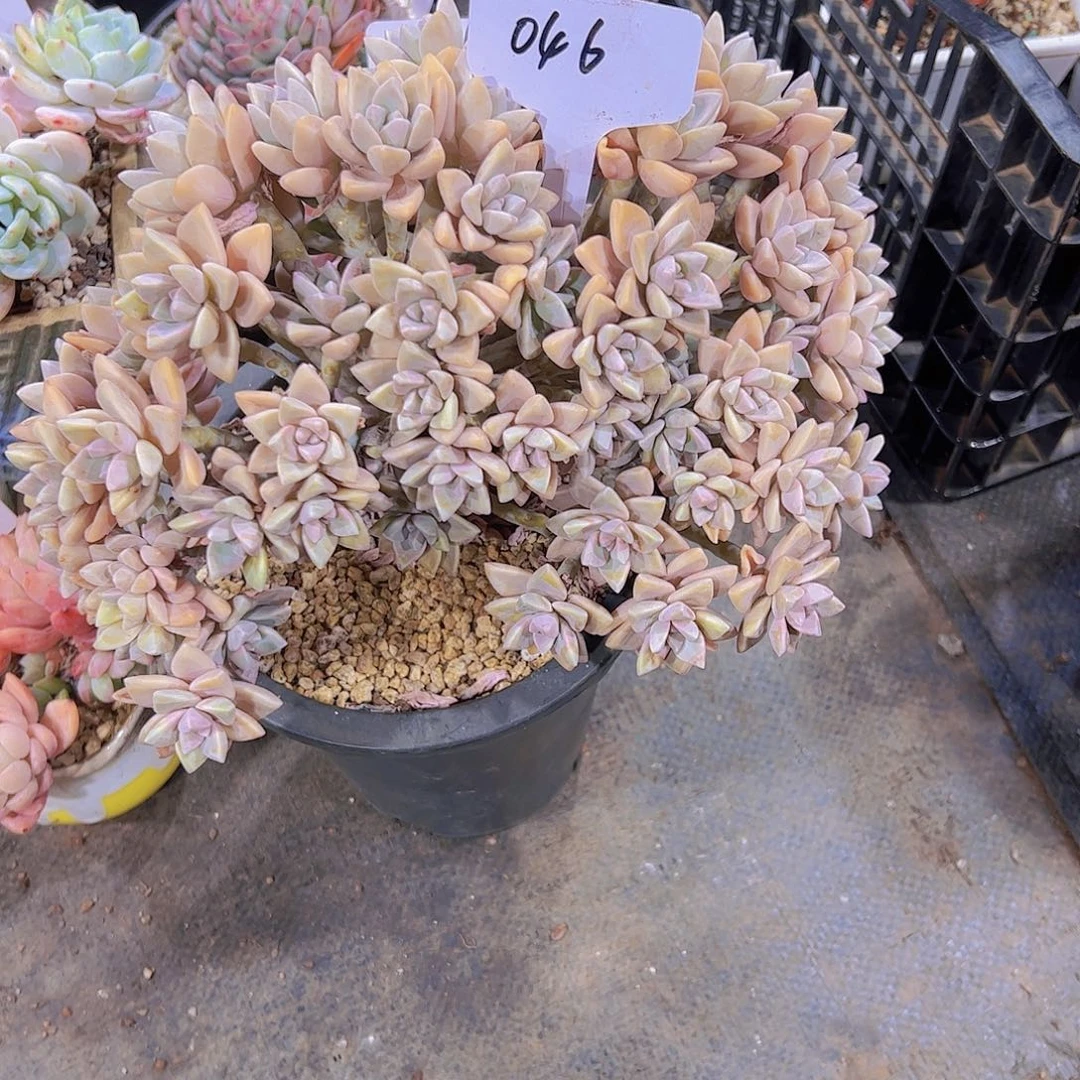 牛***李46淡雪朵朵缀。。。。。。。