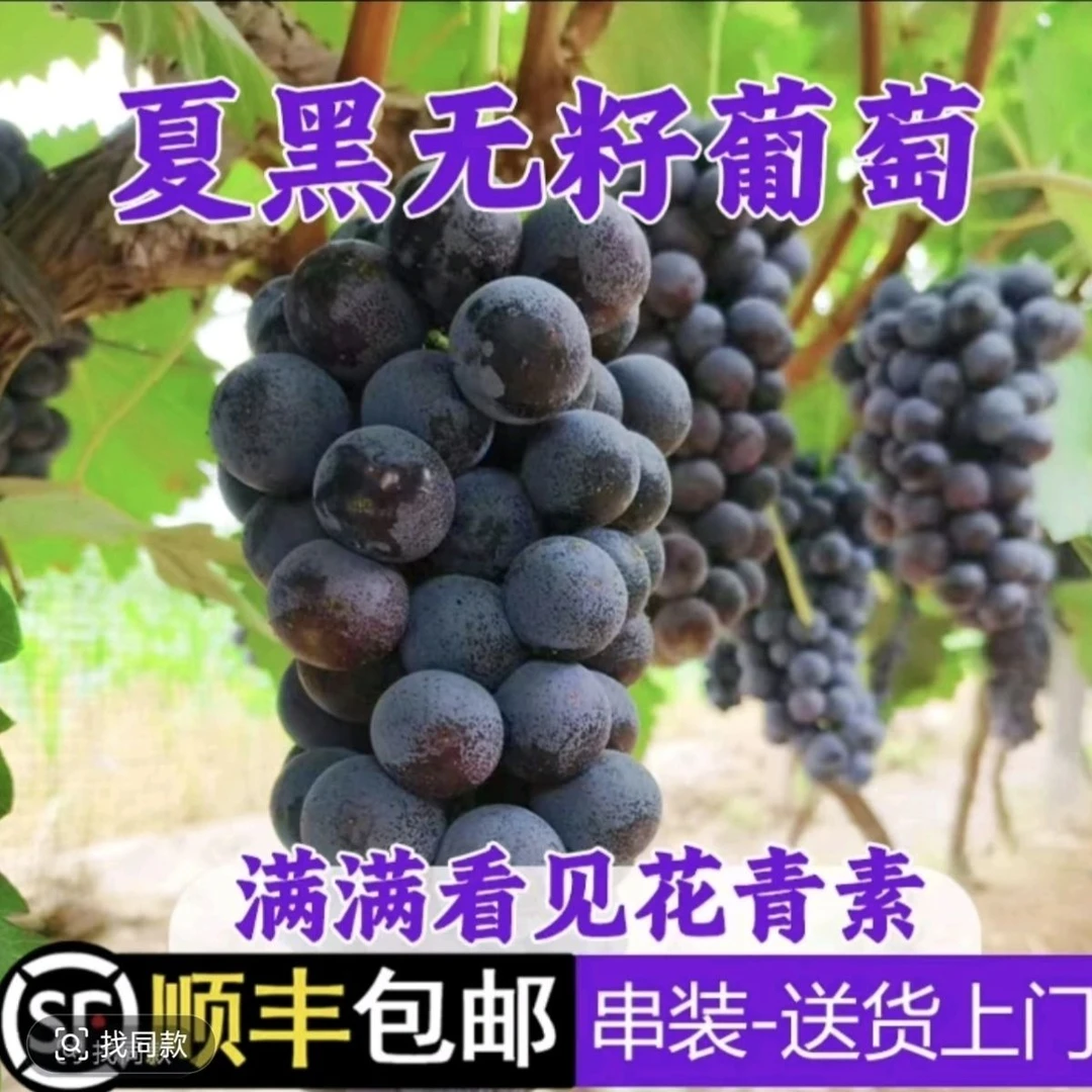 （顺丰包邮）贵州罗甸无籽夏黑葡萄果园现摘现发新鲜采摘发货不泡药