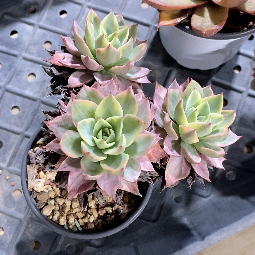 维拉锦多肉植物老桩
