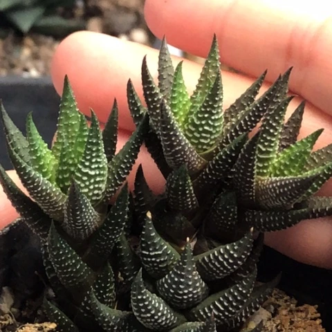 原始带盆发货哈哈哈