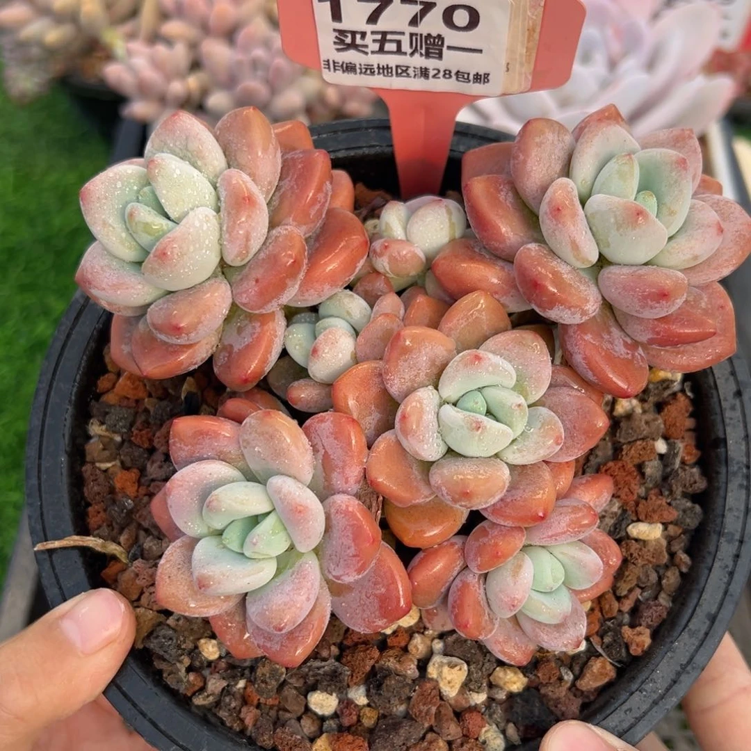 表妹精品多肉1770.