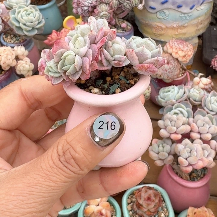 快****Z216 1多肉含盆土 30元包邮 除偏远