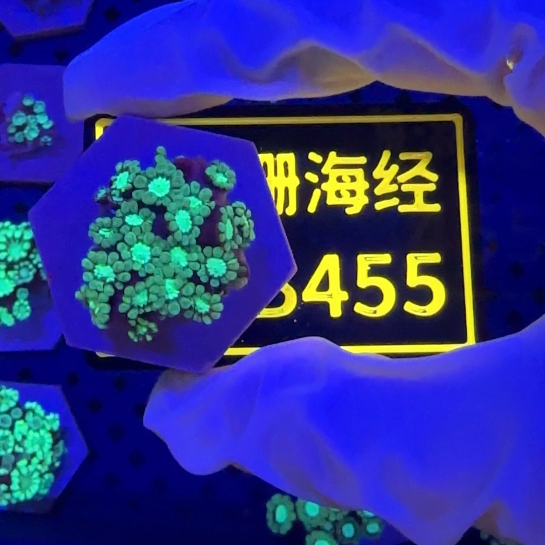 纽扣珊瑚匣*秸又又不包邮大花茉莉B455