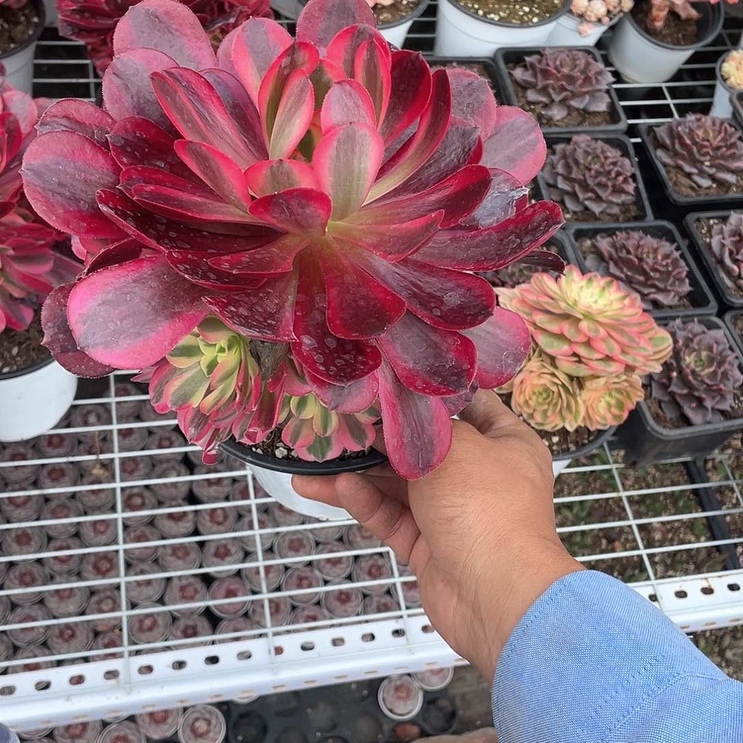 美杜莎法师带盆发货