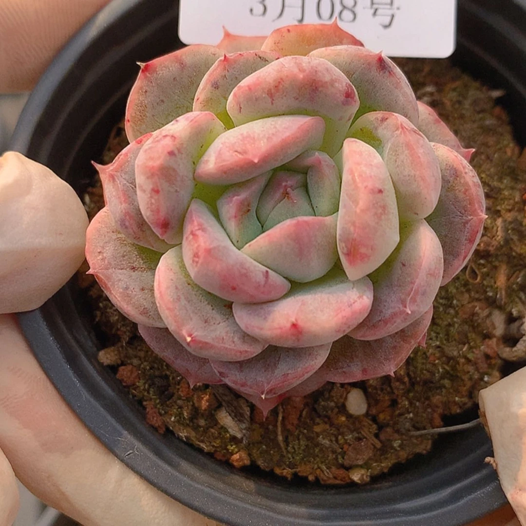 【闪购商品】云859