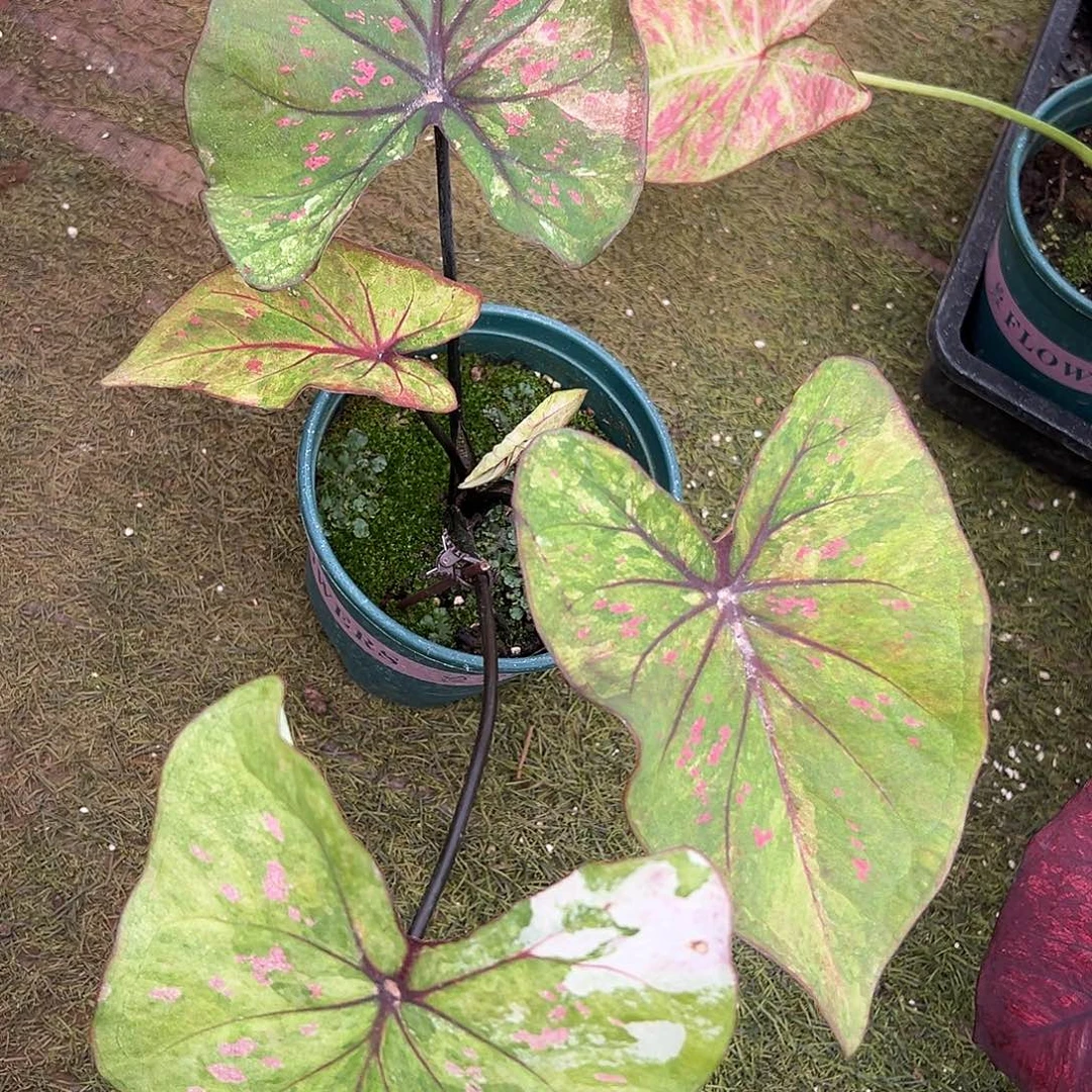 无花朵泰彩莫奈养定10