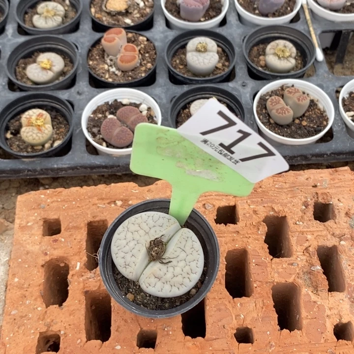 菏***店生石花的季节到717