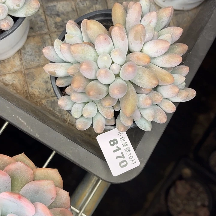 阿雅园艺。      8170汤圆