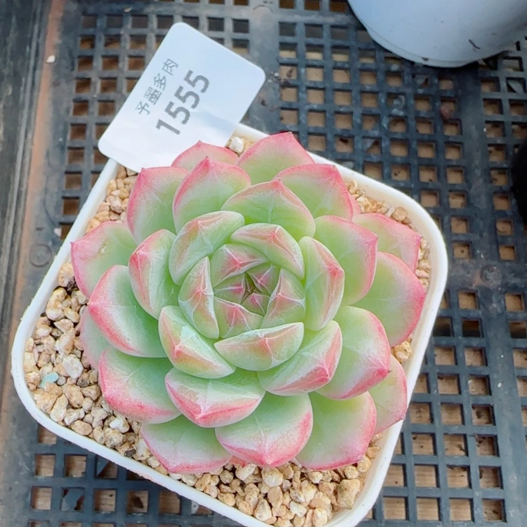 奶油卷，1555多肉植物