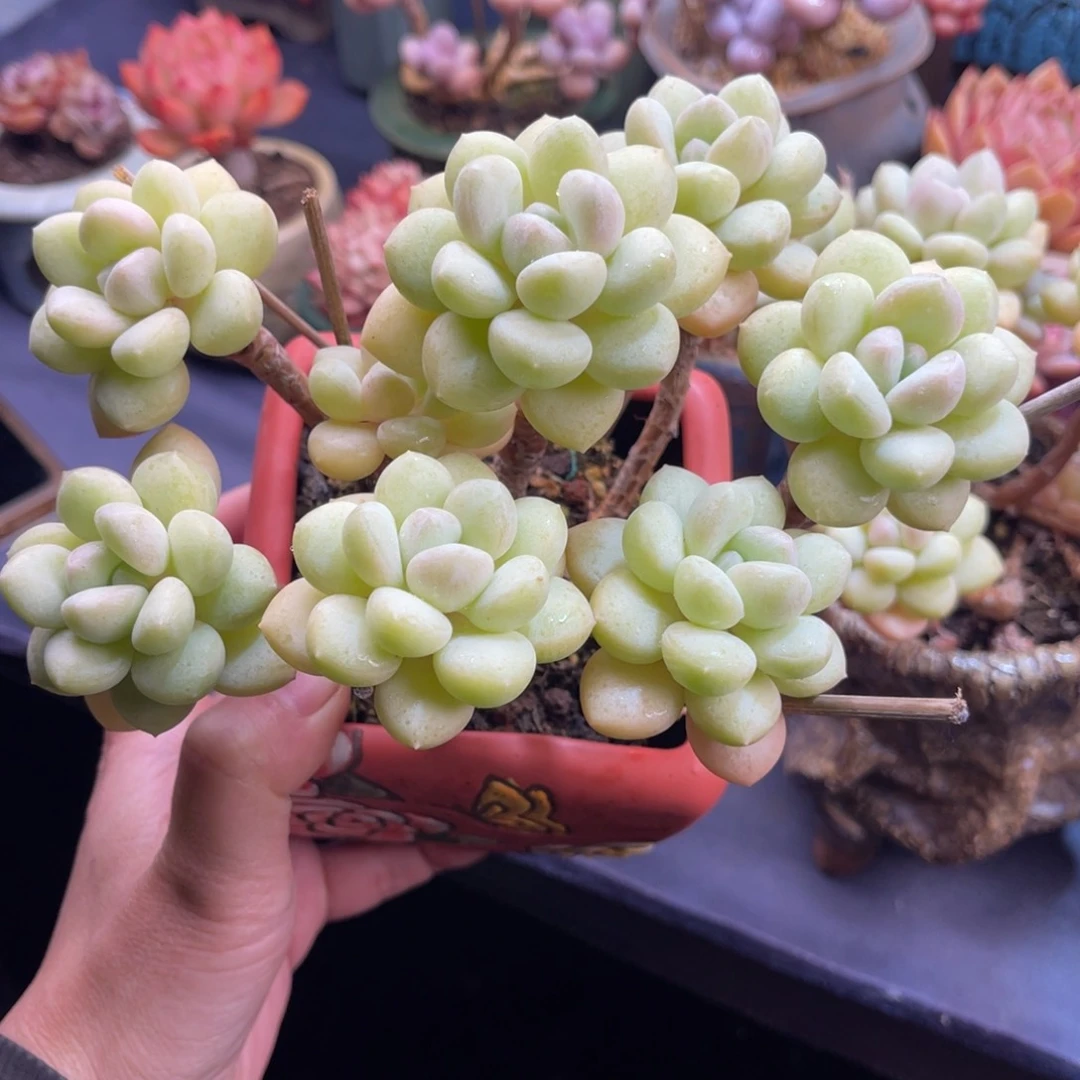 靡***?泡泡糖 十五公分