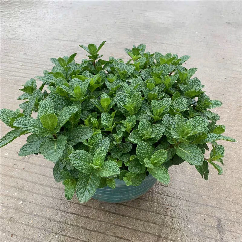 薄荷盆栽可食用香草植物室内外阳台庭院驱蚊绿植净化空气提神