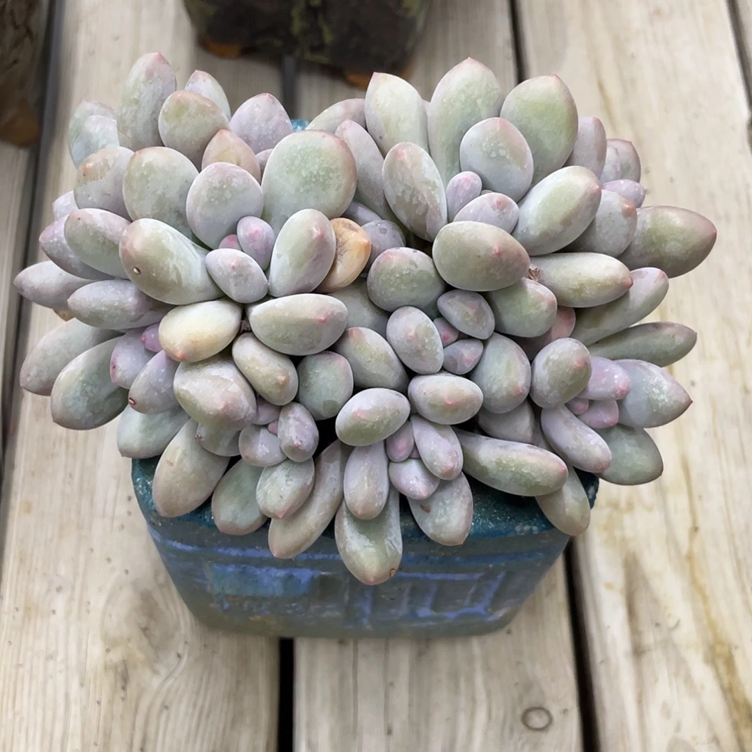 奶酪体香水10头。