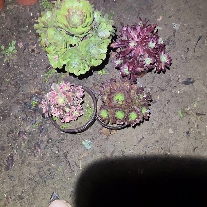 美***生不包侧枝一物一拍71