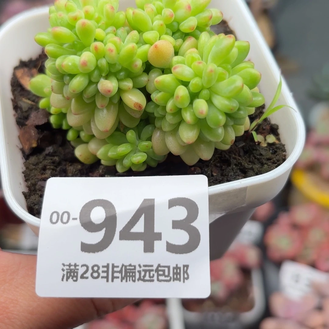 香格里拉缀化多肉多