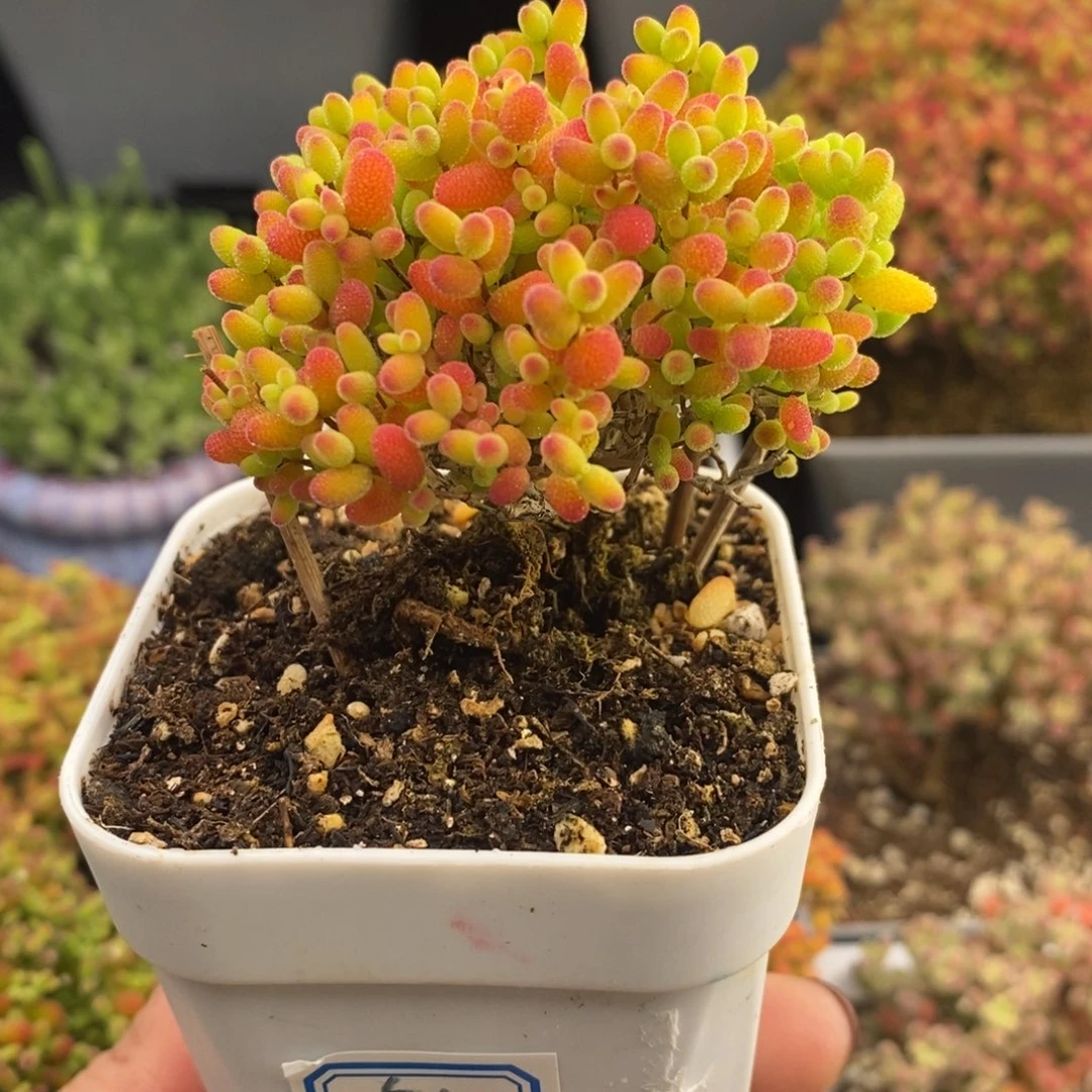 完全开放51号蜜橘糖球（6.5cm）