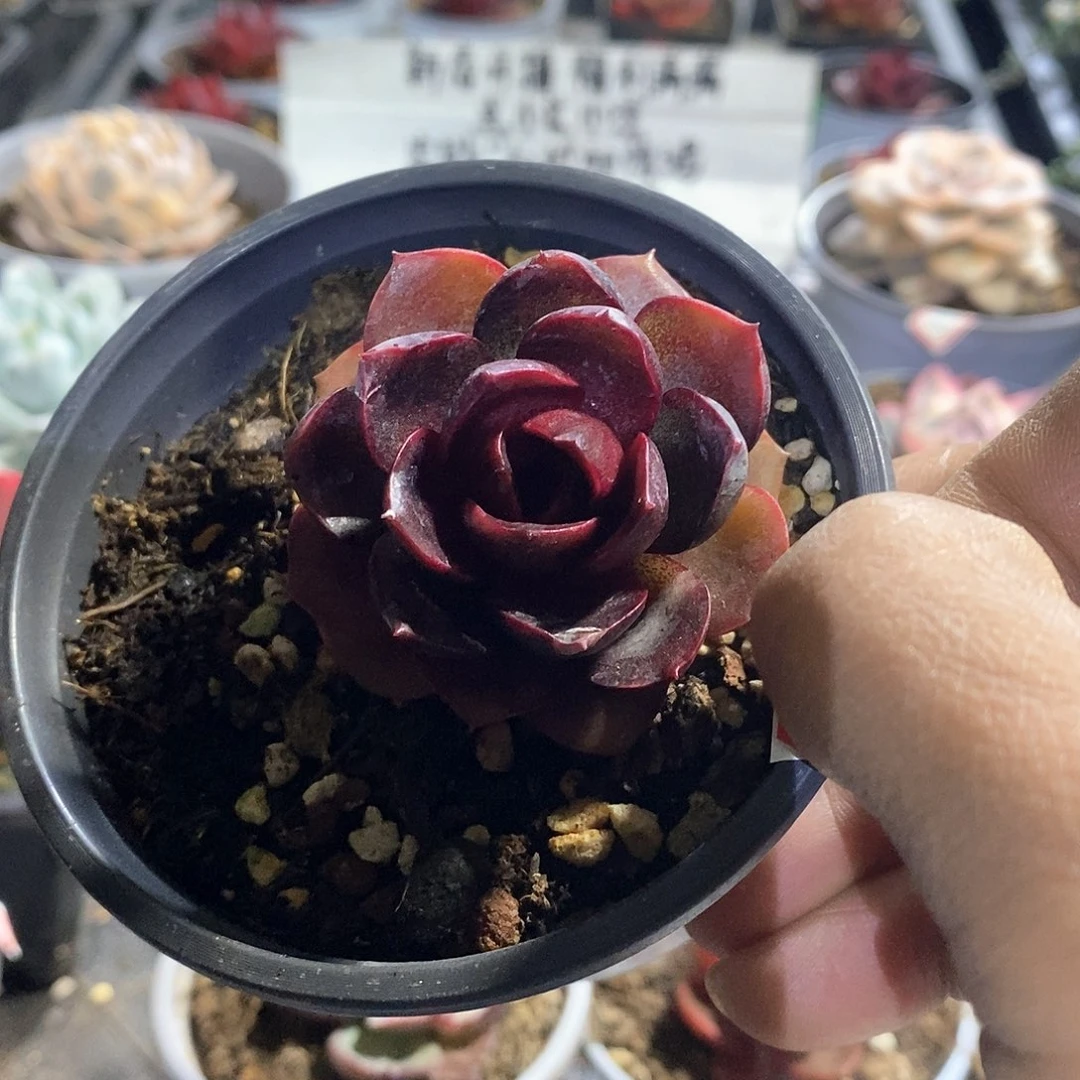 A824精美多肉红灯