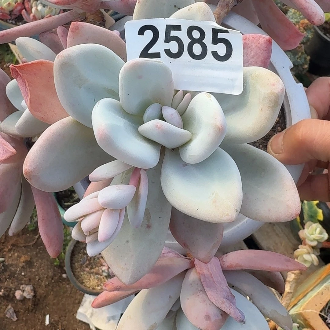 9****哥1772727272726626262