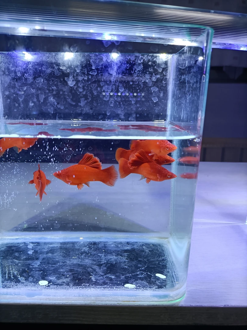 3对4月到5月左右的的短板菊花帆高鳍红剑鱼