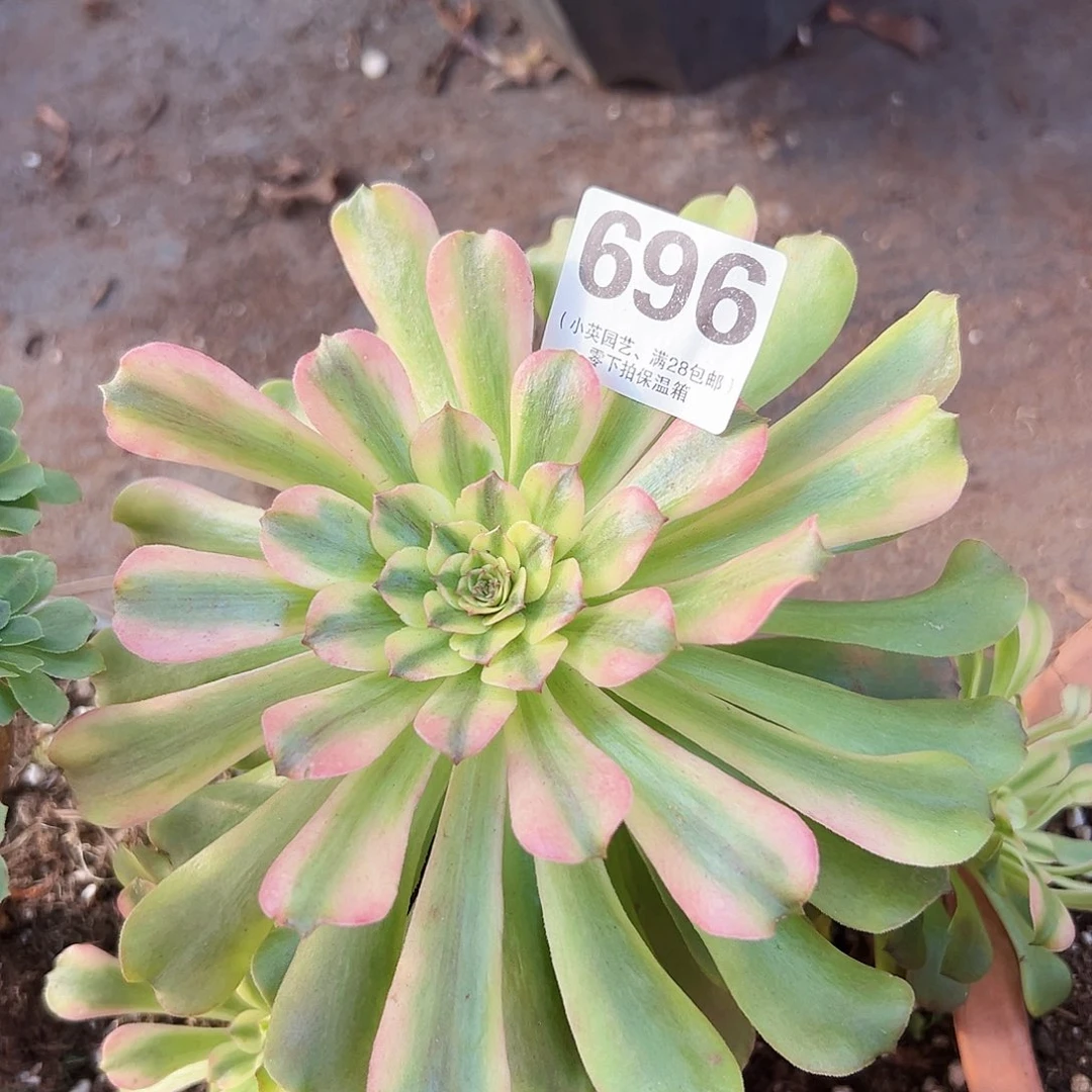 696多肉植物多肉植物