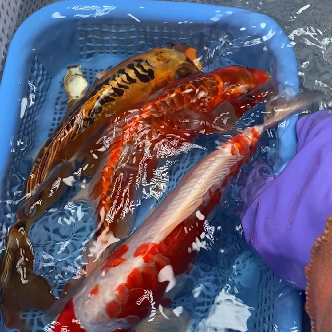 锦鲤冷水锦鲤包邮 瑕疵