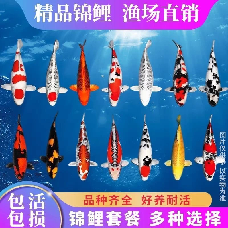 大尺寸好养耐活冷水观赏锦鲤多品种福袋链接