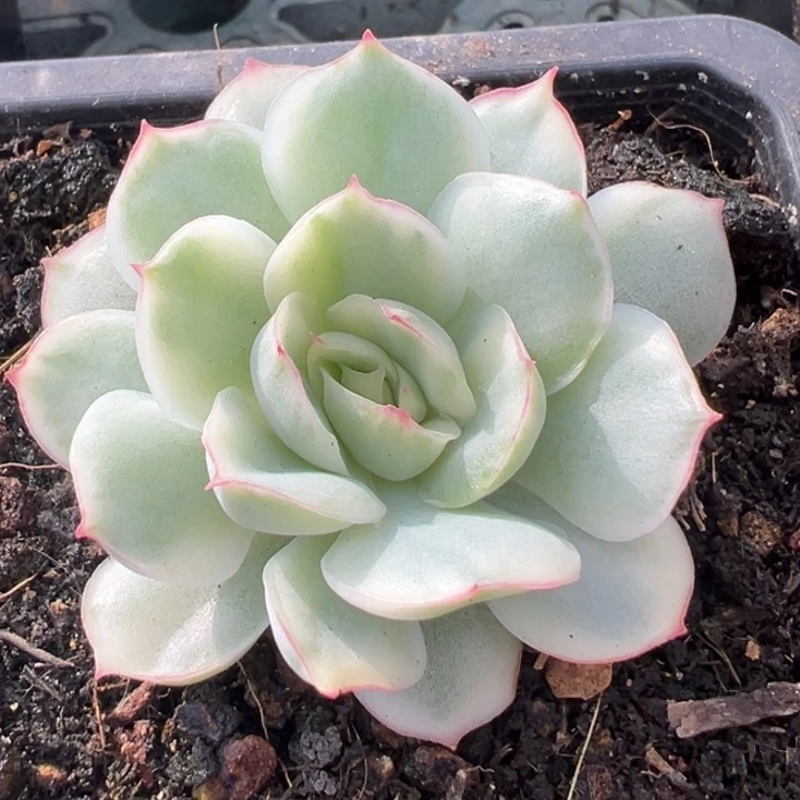 侧影锦双十一福利