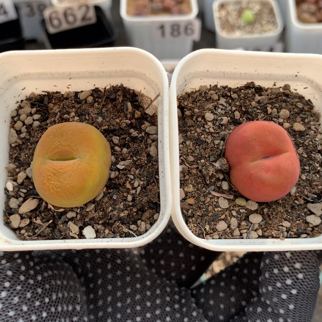 523蟠桃加水蜜桃母本