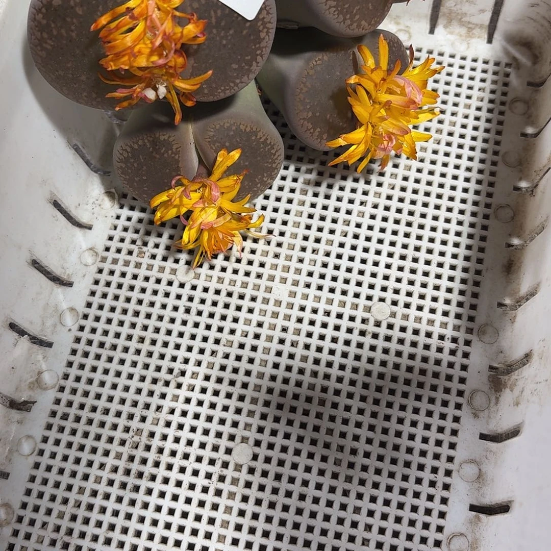 ****࿐生石花一物一拍499