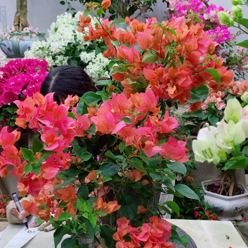 【闪购商品】完全开放