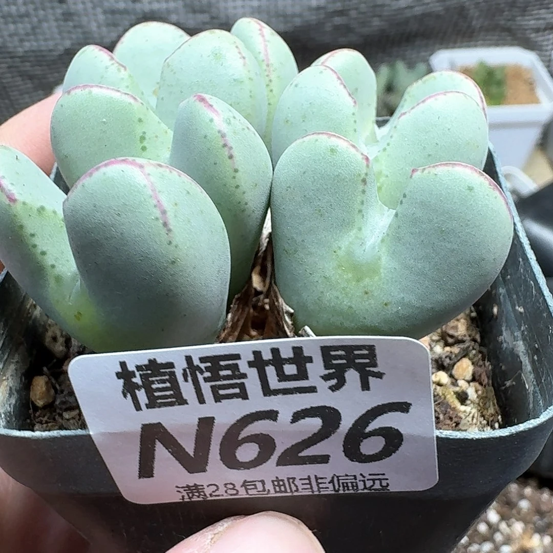 钧***钧多肉植物的润泽吃