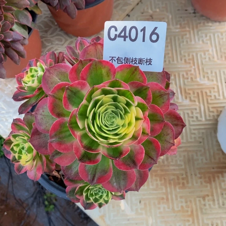 【闪购商品】4016海王多肉