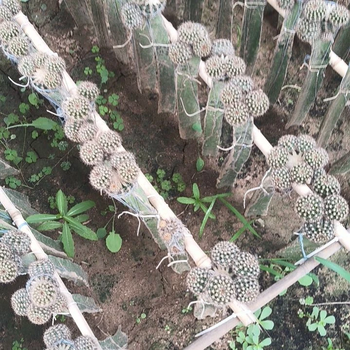 云雨无根侧芽一个四公分